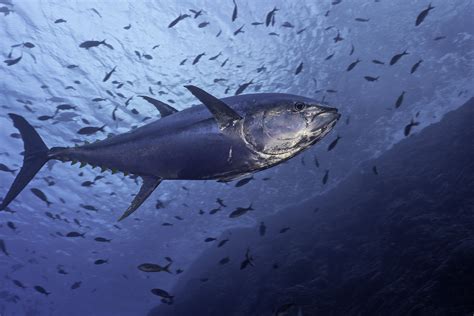 Tuna