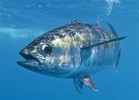 Tuna Fish Count