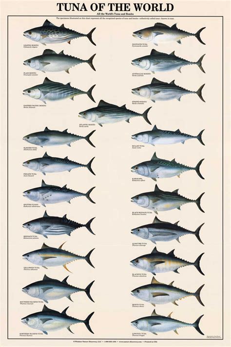 Tuna Species Chart