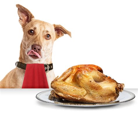 Turkey for Dogs