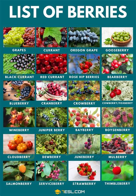 Types Of Berries Chart