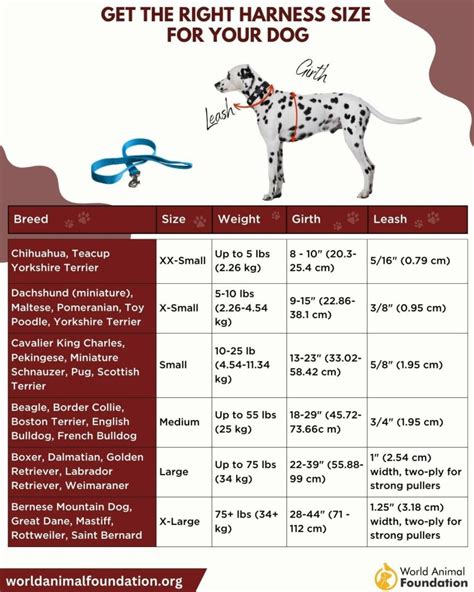 Types Of Dog Harnesses Chart