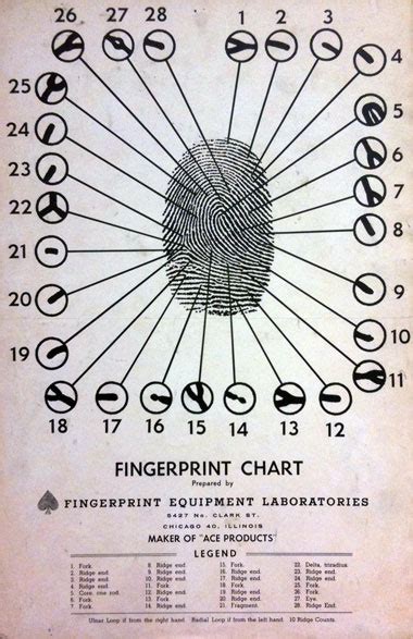 Types Of Fingerprints Chart