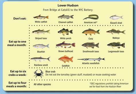 Types Of Fish that Can Be Caught in the State