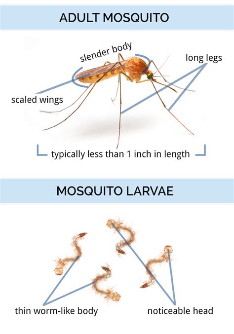 Types Of Mosquitoes Chart