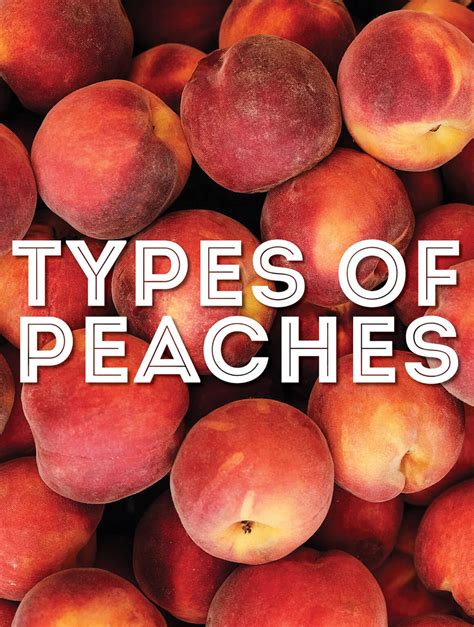 Types Of Peaches Chart