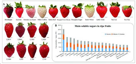 Types Of Strawberries Chart