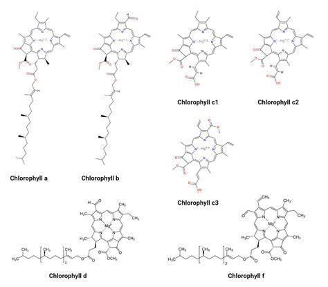 Types of Chlorophyll