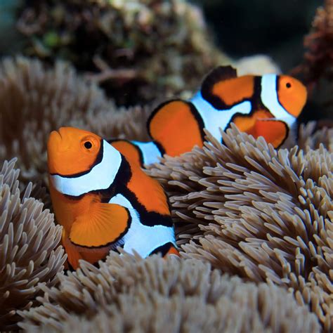 Types of Clownfish