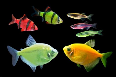 Types of Fish in Aquarium