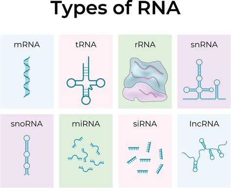 Types of RNA diagram