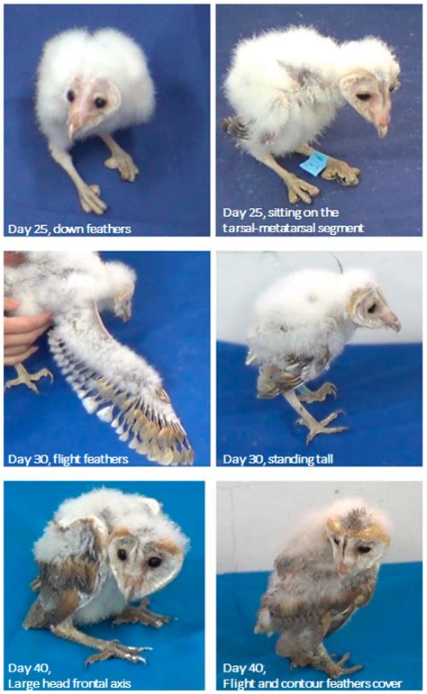 Tyto Alba Berkembang Biak