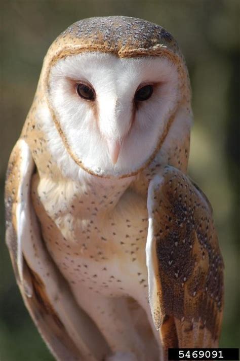 Bentuk Wajah Tyto Alba