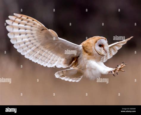 Cakar Tyto Alba