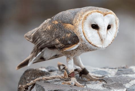 Suara Tyto Alba