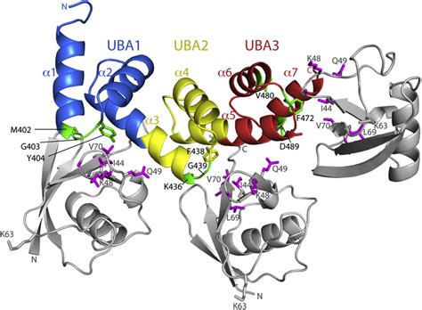 Ubas causes