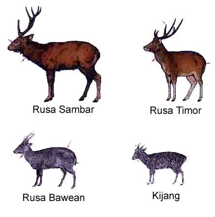 Ukuran Tubuh Rusa