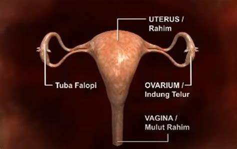 Ukuran dan Bentuk Ovarium