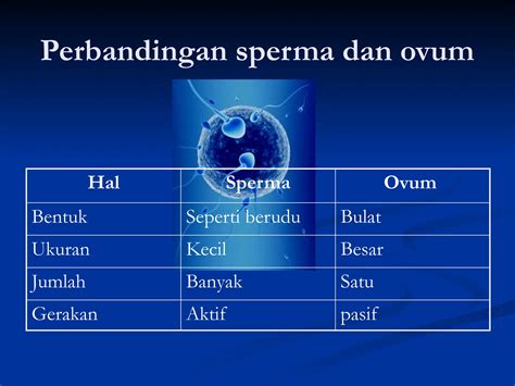 Ukuran ovum vs sperma
