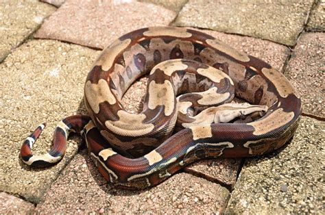 Ular Boa