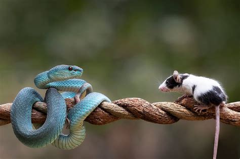 Ular dan Tikus