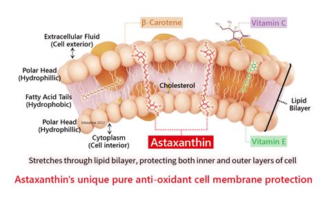 Understanding Astaxanthin