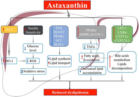 Understanding Astaxanthin's Metabolic Role