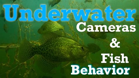 Understanding Fish Behavior