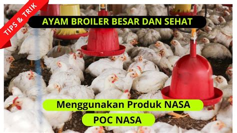 Unduh Aplikasi NASA untuk Ayam Broiler