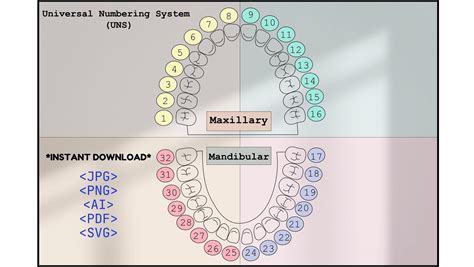 Universal Tooth Number Chart