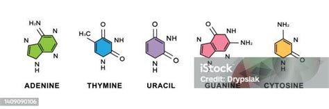 Basa Nitrogen Uracil dan Timin