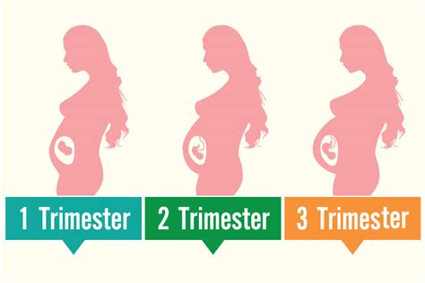 Usia Kehamilan (Trimester)