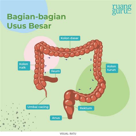 Usus Besar