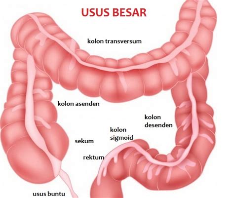 Usus Besar