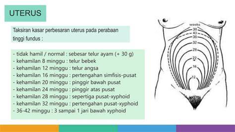 Uterus dan Kehamilan