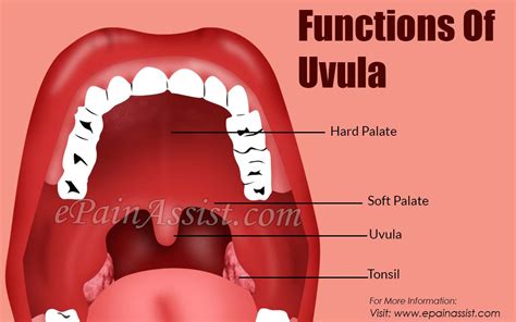 Uvula Function