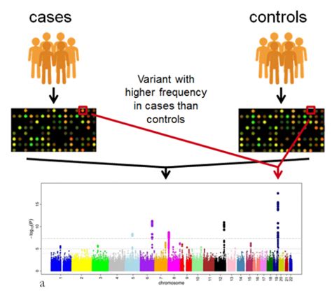 Variant And Risk Allele In Gwas Catalog