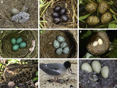 Various bird eggs