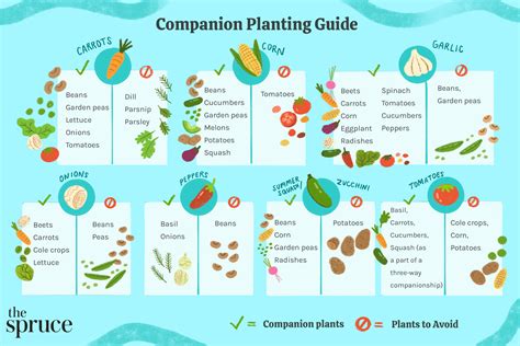 Vegetable And Flower Companion Planting Chart