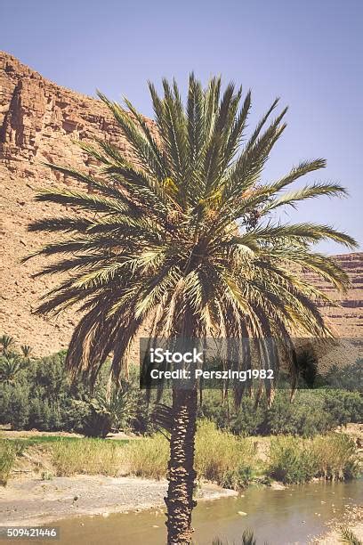 Vegetasi Awal Oasis