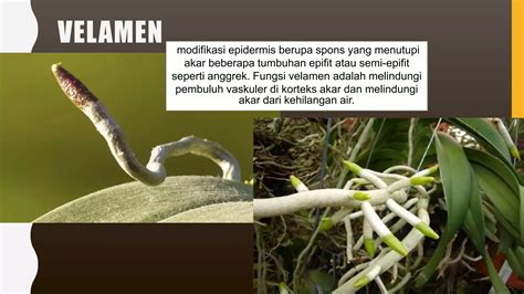 Velamen