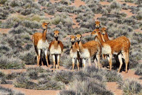 Vicuña