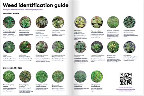 Virginia Weeds Identification Chart