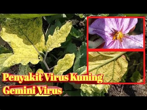 Virus Kuning pada Terong