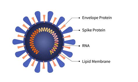 Virus RNA
