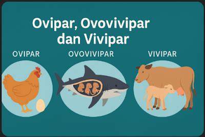 Vivipar definition