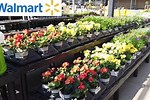 Walmart Flowers Garden