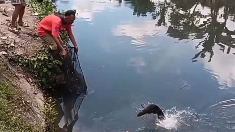 Aligator Gede Nyangkut Kail Warga Bantul