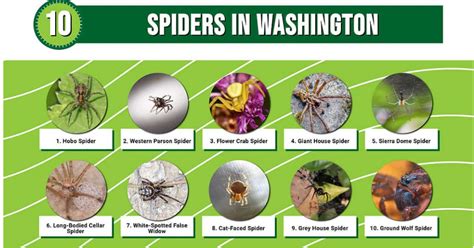 Washington State Spider Chart