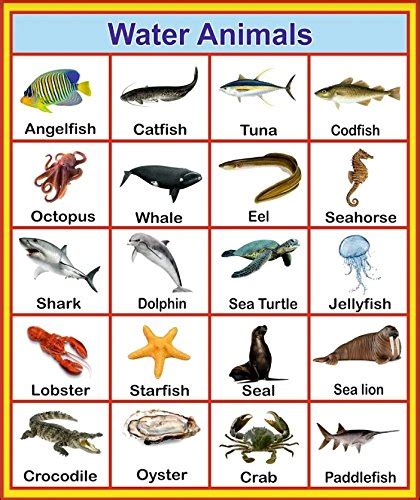 Water Animals Chart